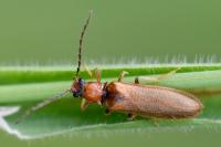 Denticollis linearis