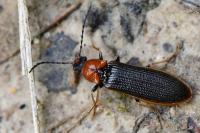 Denticollis linearis