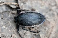 Carabus violaceus
