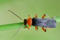 Cantharis pellucida