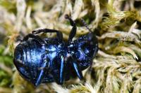 Byctiscus betulae