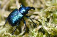 Byctiscus betulae