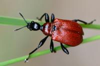 Apoderus coryli
