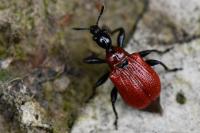 Apoderus coryli