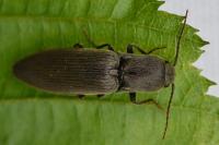 Agriotes pilosellus