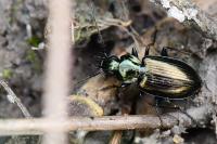 Agonum muelleri