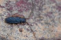 Uleiota planatus