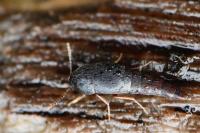 Sepedophilus