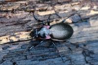 Carabus nemoralis