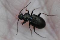 Loricera pilicornis