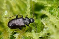 Loricera pilicornis