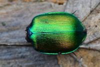 Calosoma sycophanta