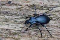 Carabus violaceus