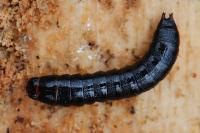 Stenagostus rhombeus