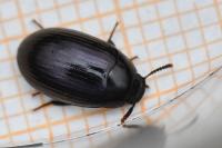 Platydema violacea