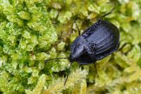 Phosphuga atrata