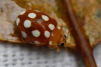 Vibidia duodecimguttata