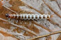 Pterostichus