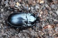 Abax ovalis