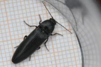 Melanotus villosus