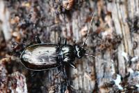Loricera pilicornis