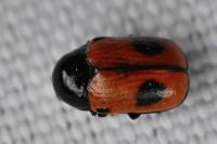 Cryptocephalus bipunctatus