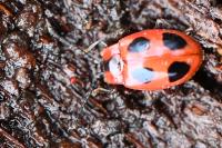 Endomychus coccineus