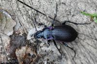 Carabus nemoralis
