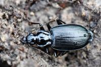 Platynus assimilis