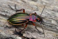 Carabus auronitens
