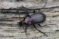 Carabus arvensis
