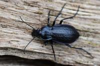 Carabus arvensis