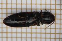 Hypoganus inunctus