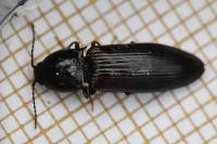 Hypoganus inunctus