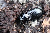 Pterostichus oblongopunctatus