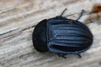 Silpha carinata
