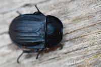 Silpha carinata