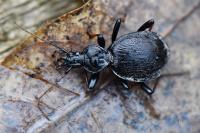 Cychrus attenuatus