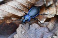 Carabus problematicus