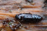 Phyllodrepoidea crenata