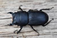 Dorcus parallelipipedus