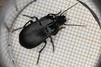 Abax ovalis