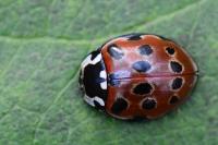 Anatis ocellata