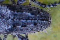 Pogonocherus caroli