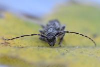 Pogonocherus caroli
