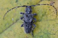 Pogonocherus caroli