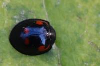 Exochomus quadripustulatus