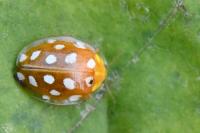 Halyzia sedecimguttata