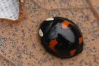 Harmonia axyridis