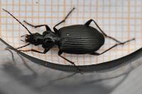Platynus assimilis